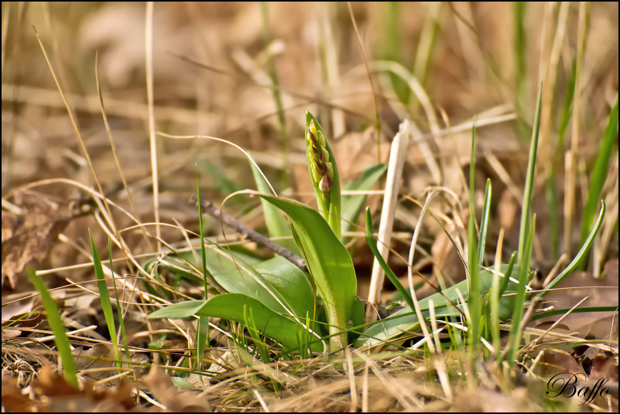 Orchis mascula subsp. speciosa